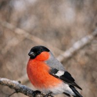 Снегирь :: Евгений Анисимов