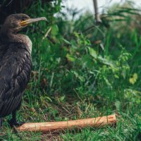 Бакланчик :: Сергей В Бакланчик :: Сергей В