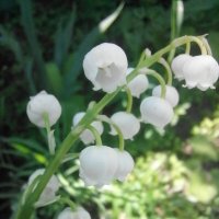 Скоро весна90 :: Зоя Мишина