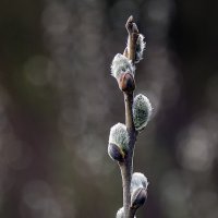 верба :: Андроник Александр 