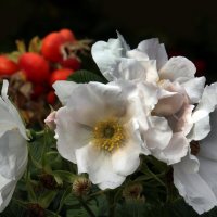 Царицыно 7 сентября :: Михаил Бибичков