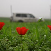 по дороге домой :: Осень по дороге домой :: Осень