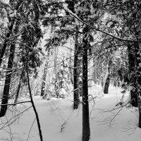 лесная фантазия :: Владимир лесная фантазия :: Владимир