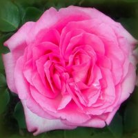 Роза :: Елена Сухорученкова