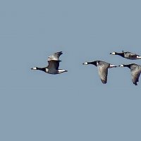 белощекие казарки :: gawrilа - dan