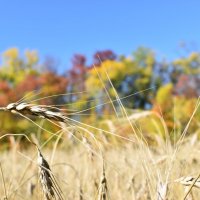 Пшеница :: Дарья Шуклина