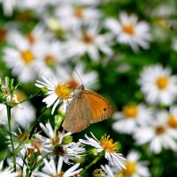 опять про бабочек...443 :: Александр Прокудин