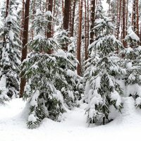 Зимний лес :: Милешкин Владимир Алексеевич Зимний лес :: Милешкин Владимир Алексеевич