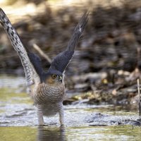 Ястреб-перепелятник. :: Alexander Amromin