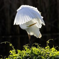 Торшер. :: Alexander Amromin