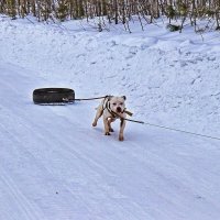 Эх,,жизнь  моя собачья! :: Владимир 