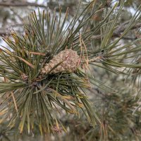 Фото этюд :: Андрей Хлопонин