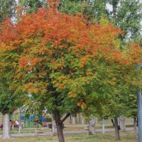 октябрь :: Елена Шаламова