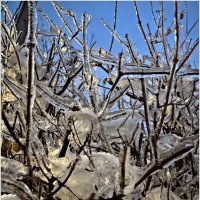 ******** :: Валерия Комова