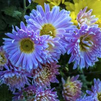 Голубые  жризантемы :: Валентин Семчишин