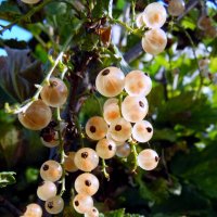 Смородина белая. :: nadyasilyuk Вознюк Смородина белая. :: nadyasilyuk Вознюк