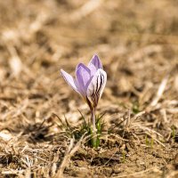 Подснежник (крокус) :: Игорь Сикорский