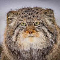 манул :: Аркадий Лаптенко