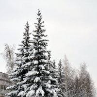 Зимние мотивы :: Сергей М 