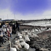 Лебеди :: Анатолий Чикчирный