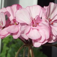 Герань :: Freddy 97