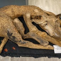 На отдыхе. :: Ирина Соловьёва