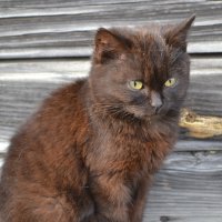 Любимая Мурка. :: Prizrak 777