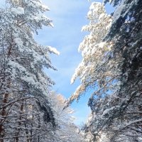 В зимнем лесу. :: Михаил Колосов В зимнем лесу. :: Михаил Колосов