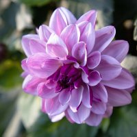 Георгин. :: Лилия *