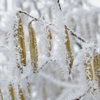 По ветвям развешан иней … Мороз создал красоту... :: Надежда Куркина 