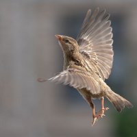 Ангел... :: olegdanilhenko Олег Данильченко Ангел... :: olegdanilhenko Олег Данильченко