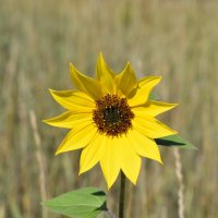 Осенний подсолнух :: Дарья Шуклина