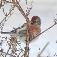 чечётка :: gawrilа - dan