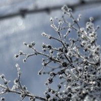 Хрустальная веточка :: Ольга Савельева Хрустальная веточка :: Ольга Савельева