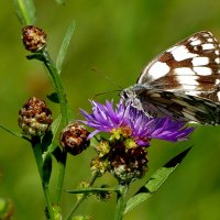 опять про бабочек...447 :: Александр Прокудин опять про бабочек...447 :: Александр Прокудин