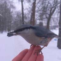 Поползень :: Сапсан Поползень :: Сапсан