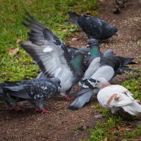 Кто здесь главный? :: Магомед .