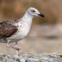 На морском берегу :: Владимир Лазарев