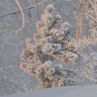 Одинокая в морозы... :: Сергей Герасимов