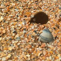 Ракушки :: Наталья (ShadeNataly) Мельник