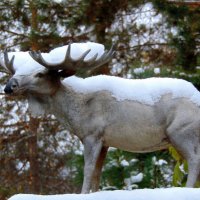 Скульптура одному из обитателей тайги. :: nadyasilyuk Вознюк