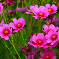 Доброе утро :: Юрий. Шмаков