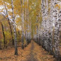 берёзовая аллея :: Елена Шаламова