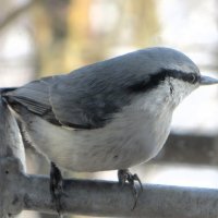 Поползень :: Лариса С.