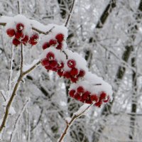 Яблочки в сахаре :: Лариса С.