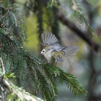 желтоголовый королек. :: юрий макаров желтоголовый королек. :: юрий макаров