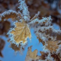 Листик :: Оксана Новик 