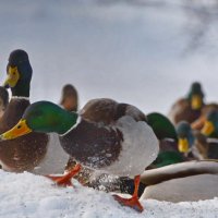 ... :: Анастасия Смирнова