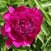 Пион :: Freddy 97