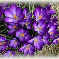 Весенние крокусы ... :: Валентина Надсон